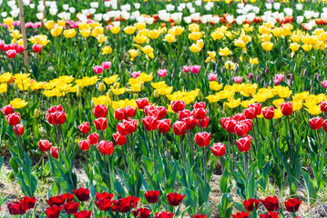 View on a field of cultivation of different varieties of blooming tulips in early spring. Collegno, Italy.
