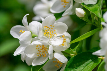 Close up of jasmine flowers in a garden.