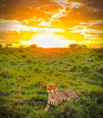 Obraz premium leopard in the sunset