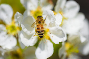 View of a bee looking for nectar in spring among the white flowers of a tree.