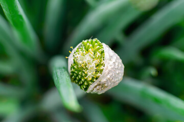 Top view of a white Onion flower in the shape of a sphere with nectar. Close-up of blooming garden edible plant Allium with stamen and pollen on dark green onions arrow background. Nature, gardening.