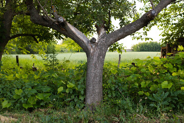 Old forked apple tree