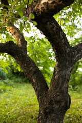 Old fruit tree in the garden in the evening