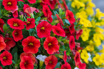 a close up of red and yellow million bells flowers growing thicker every day - obrazy, fototapety, plakaty