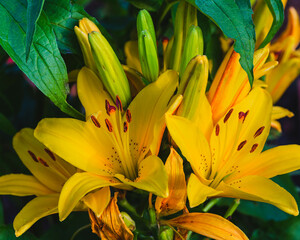 Obraz premium a large cluster of bright yellow lilies in the back garden
