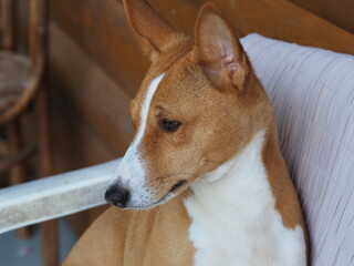 jack russell terrier