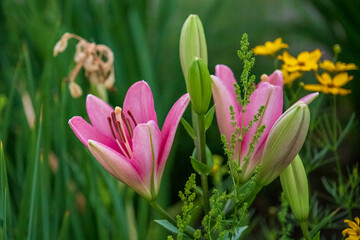 a cluster of pink lilies in the front garden