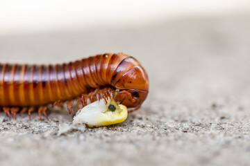 Millipedes are similar to centipedes, but have two pairs of legs per body segment
