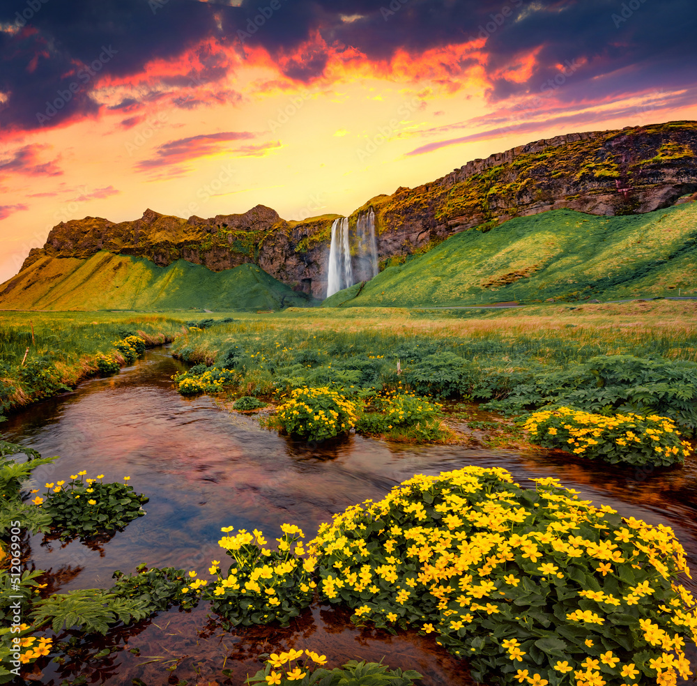 Wall mural blooming yellow flower on the shore of seljalandsa river. superb sunrise on seljalandfoss waterfall.