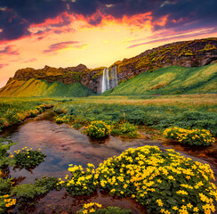 Blooming yellow flower on the shore of Seljalandsa river. Superb sunrise on Seljalandfoss Waterfall. Colorful summer scene of Iceland,  Europe.Beauty of nature concept background..