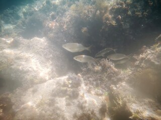 Palamos, Cataluña, España