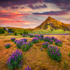 Spectacular sunrise in south Iceland, Europe. Pink lupine flowers on the shore of Skogafoss waterfal. Beauty of nature concept background..