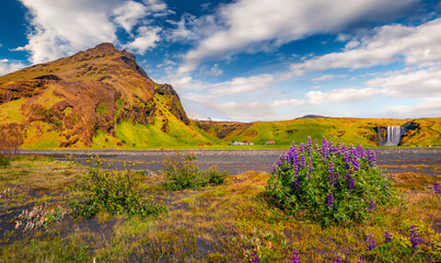 Attractive summer view of blooming lupine flowers with Skogafoss waterfall on background. Majestic morning view of south Iceland, Europe. Beauty of nature concept background.
