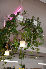 Green plants and electric light on the ceiling of the cafe or restaurant, hipster modern style cafe interior design and decor. Eco style decoration of a public space.