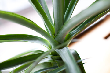 Obraz premium Green plants in the interior of a cafe, 