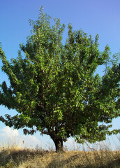 Obraz premium Landscape with vegetation 