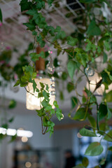Green climbing plants on the ceiling in interior of a cafe or restaurant or coworkring space with modern stylish hipster vibes. Interior decor details closeup