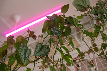 Green climbing plants on the ceiling in interior of a cafe or restaurant or coworkring space with...