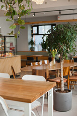 Green tropical tree plant  in interior of a cafe or restaurant or coworkring space or office with modern stylish hipster vibes. Interior decor details closeup