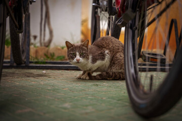 Bezdomny, przestraszony kot chowa się za rowerem. - obrazy, fototapety, plakaty
