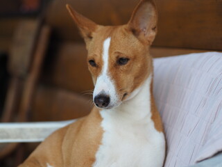 jack russell terrier