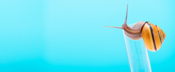 A snail with a bright shell on a chemical test tube. Chemical test tube with a snail. Snail mucus, snail mucin is used in cosmetology. Place to copy. Beauty concept © Natallia