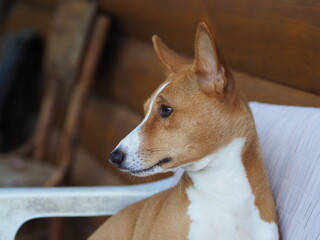 jack russell terrier