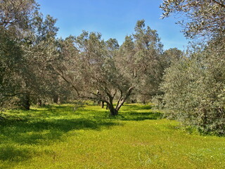 Landscape with vegetation 