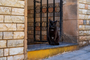 Czarny kot siedzi w bramie. - obrazy, fototapety, plakaty