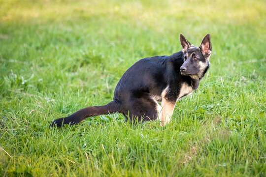 East European Shepherd puppy pooping on a green meadow