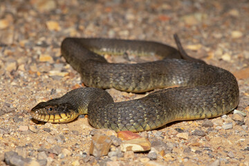 Plain-bellied Watersnake