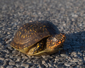 Female Ornate Box turtle trying to cross the road