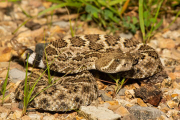 Diamondback Rattlesnake
