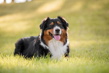 Australian shepherd dog. Popular dog outdoor. Aussie dog breed