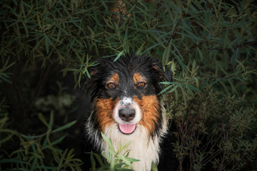 Australian shepherd dog. Popular dog outdoor. Aussie dog breed