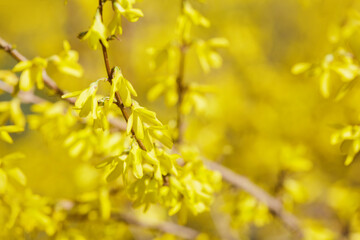Forsythia flowers close up. Yellow petals macro. Blooming Easter tree in the garden. Spring yellow floral wallpaper. Golden flowers of forsythia bush