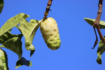 Morinda citrifolia is a fruit-bearing tree in the coffee family, Rubiaceae. Its native range extends across Southeast Asia and Australasia.Common English names of great morinda, Indian mulberry, noni - obrazy, fototapety, plakaty