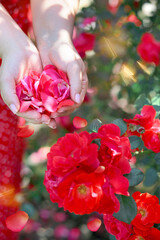 Red rose petals in female hands foreground. Background - roses in the garden. Nature concept