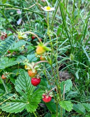 wild strawberry bush