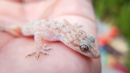 lizard on the palm