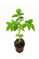 young tomato seedling with leaves and roots close-up on a white background