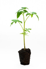 young tomato seedling with leaves and roots close-up on a white background