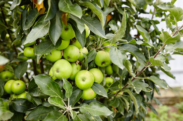 Ripe apples on a tree in a garden. Organic apples hanging from a tree branch in an apple orchard