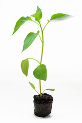pepper seedling with root and ground on a white background close-up