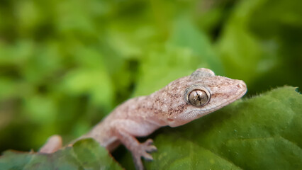 lizard on a tree