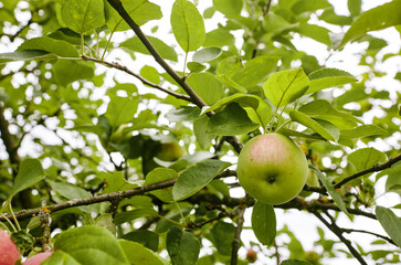 Ripe apples on a tree in a garden. Organic apples hanging from a tree branch in an apple orchard