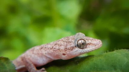 lizard on a leaf
