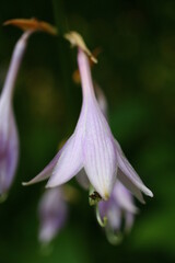 Hosta japonica funkia japońska