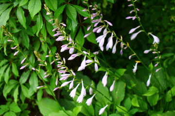 Hosta japonica funkia japońska
