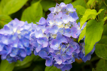 見帰りの滝と紫陽花
